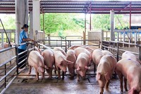 Navetco là đơn vị đang nghiên cứu Kl994 nhà cái bóng đá world cup thương mại vaccine phòng dịch tả lợn châu Phi