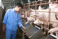 Giá thức ăn chăn nuôi tăng đột biến: Đề xuất giảm thuế Link Vào Nhà Cái KL99 COM Tặng +199k để “hạ nhiệt”