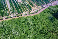 Kl99ok phiên bản mới gần 79.000 tỷ đồng phát triển lâm nghiệp bền vững đến năm 2025