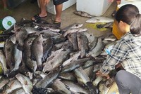 Người dân xót xa khi cá lồng chết hàng loạt