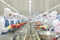 Thuỷ sản Minh Phú lên kế hoạch lãi lớn trong năm 2025.