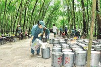 Thu hoạch mủ cao su tại Công ty cổ phần Kl99ok phiên bản mới Cao su Đắk Lắk