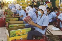 Để xuất khẩu nông sản bền vững sang Anh, Kl991.com World Cup 2026 Chính Thức cần thực hành Kl994 nhà cái bóng đá world cup theo tiêu chuẩn GlobalGAP
