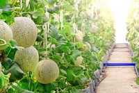 Hiện tại, có 11 dự án Kl99ok phiên bản mới vào Khu nông nghiệp ứng dụng công nghệ cao, với tổng vốn đăng ký Kl99ok phiên bản mới gần 750 tỷ đồng, trên diện tích 195,56 ha.