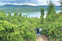 Nhà Kl99ok phiên bản mới đi săn đất nông nghiệp ở Lâm Đồng. Ảnh: Lê Toàn