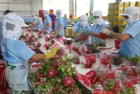 Sơ chế nông Kl994 nhà cái bóng đá world cup khẩu. (Ảnh minh họa. Nguồn: TTXVN)