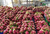 Trung Quốc đã khôi phục thông quan Link Vào Nhà Cái KL99 COM Tặng +199k thanh long trở lại qua cửa khẩu Lào Cai.