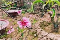 Thời tiết đẹp nên nhiều cành đào đã nở hoa sớm
