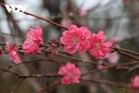 Người trồng đào quất “ngóng” người mua khi Tết cận kề