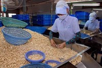 8 container hạt điều đã được các Kl991.com World Cup 2026 Chính Thức tái xuất sang thị trường Hà Lan.