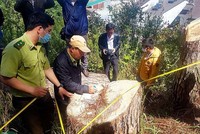 Một vụ phá rừng thông ở Lâm Đồng. Ảnh: Yên Thế