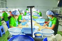 100 container hạt điều xuất đi châu Âu có nguy cơ bị lừa hiện đã trở về với các Kl991.com World Cup 2026 Chính Thức Việt.