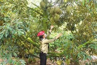 Nhiều cây chủ lực ở Tây Nguyên, trong đó có cây sầu riêng gặp khó khăn về đầu ra. Ảnh: Phan Tuấn