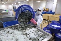 Xuất khẩu thủy sản trong tháng 8 tiếp tục đạt dưới 1 tỷ USD.