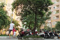 Căn hộ chung cư đã qua sử dụng đang được săn đón. Ảnh: Việt Dũng 