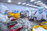 Thị trường Mỹ, Anh giảm mua tôm Việt do Kl999.com Đường Link Mới Nhất
