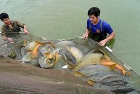 Theo Sở Nông nghiệp và Phát triển nông thôn Hà Nội, 9 tháng đầu năm 2022, tổng sản lượng thủy sản đạt 86,3 nghìn tấn, tăng 2,7% so với cùng kỳ năm trước.