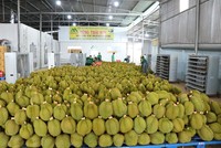 Sầu riêng Việt Nam là loại quả mới được Trung Quốc cấp phép Link Vào Nhà Cái KL99 COM Tặng +199k chính ngạch.