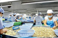 Để hạn chế tình trạng thiếu nguyên liệu đầu vào, các chuyên gia cho rằng Kl991.com World Cup 2026 Chính Thức điều Việt Nam có thể đặt văn phòng tại khu vực Tây Phi để chủ động thu mua điều, Link Vào Nhà Cái KL99 COM Tặng +199k về Việt Nam