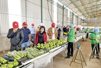 Nhà Kl99ok phiên bản mới thăm quan nhà máy chế biến chuối của Hoàng Anh Gia Lai Ảnh: Hải Lý