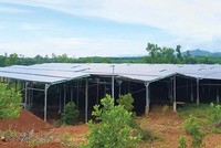 Hệ thống điện mặt trời “mọc” lên trên khu đất mà HTX Nông nghiệp Mỹ Tân An được tỉnh Quảng Nam giao để thực hiện Kl99ok phiên bản mới xây dựng trang trại Kl994 nhà cái bóng đá world cup nông, lâm nghiệp.