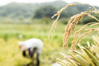 Nga tuyên bố cấm xuất khẩu gạo 'tạm thời'. Ảnh: Getty Images
