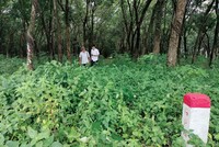 Đất cao su của Tổng công ty Cao su Đồng Nai chưa được thanh lý, giải phóng mặt bằng cho Dự án KL99 là nhà cái cá cược trực tuyến hàng đầu tại châu Á Biên Hòa - Đồng Nai.