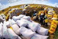Giá gạo 5% tấm xuất khẩu của Việt Nam hôm 31/8 đạt 643 USD/tấn, cao hơn 10 USD/tấn so với gạo cùng loại của Thái Lan.