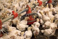 Bộ Nông nghiệp đề nghị C05 lập chuyên án, xử lý nạn buôn bán gia cầm trái phép 