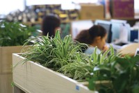 Không gian làm việc xanh đang là xu hướng. Ảnh: Dũng Minh 