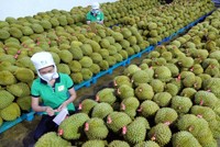 Xuất khẩu rau quả tăng tốc 