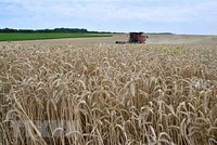 Nông dân thu hoạch lúa mì trên cánh đồng gần Kivshovata, vùng Kiev, Ukraine ngày 18/7/2023. (Ảnh: AFP/TTXVN)