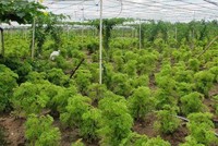 Ninh Thuận tìm nhà Kl99ok phiên bản mới cho dự án trồng cây dược liệu rộng gần 30 ha 