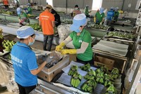 Từ khi chuyển đổi sang lĩnh vực nông nghiệp, Hoàng Anh Gia Lai đã nhiều lần thay đổi cơ cấu vật nuôi, cây trồng