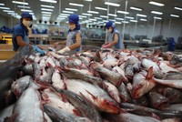 Doanh thu và Kl99 nổ hũ của các Kl991.com World Cup 2026 Chính Thức cá tra sụt giảm mạnh trong 10 tháng qua