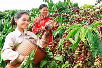 Khẩn trương trình Thủ tướng Kl993 ưu đãi thưởng hấp dẫn phê duyệt Đề án phát triển các cây công nghiệp chủ lực