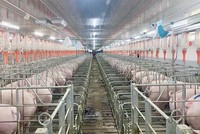 Giá heo duy trì ở mức thấp khiến Dabaco chỉ ghi nhận Kl99 nổ hũ 2023 vẻn vẹn 25 tỷ đồng