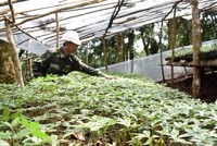 Mất trộm sâm Ngọc Linh với lượng lớn, Kon Tum chỉ đạo điều tra