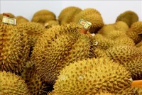 Việt Nam hiện có 708 mã số vùng trồng sầu riêng xuất sang Trung Quốc.