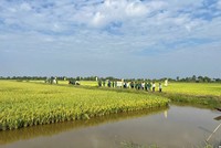 Phát triển bền vững Mô hình tôm - lúa tại ĐBSCL