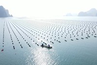 Nhiều nhà Kl99ok phiên bản mới quan tâm đến Quảng Ninh sau Hội nghị nuôi biển