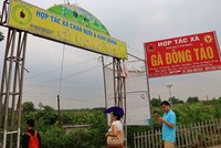 Hợp tác xã chăn nuôi và Kl992 VIP Trang Chủ 2026 gà đông tảo tại huyện Khoái Châu, tỉnh Hưng Yên. (Ảnh: Nguyễn Linh)