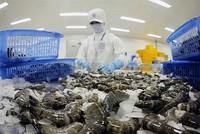 Một lượng lớn tôm xuất khẩu của Việt Nam sang Hàn Quốc đang phải chịu mức thuế cơ sở là 20%.