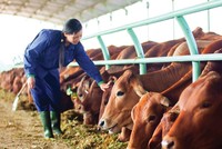 Kon Tum thu hút Kl99ok phiên bản mới có chọn lọc các dự án chăn nuôi