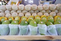 Công ty Vina T&T đang gặp khó khi giá dừa tươi liên tục tăng cao và "cháy hàng".