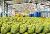 Rau quả là mặt hàng xuất khẩu có tỷ lệ sử dụng ưu đãi (theo C/O mẫu E và C/O mẫu RCEP) sang Trung Quốc rất cao.