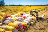 Sản lượng thóc năm 2024 ước đạt 43,4 triệu tấn, giảm khoảng 35.000 tấn so với năm 2023.
