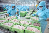 Tính đến cuối tháng 4/2024, giá cá tra fillet xuất khẩu sang Mỹ đạt 3 USD/kg, tăng 20% so với cuối năm 2023 