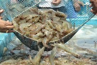 Vasep tiếp tục gửi báo cáo tới Văn phòng Kl993 ưu đãi thưởng hấp dẫn về những vướng mắc, kiến nghị của DN thủy sản trong quý II/2024