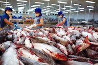 Xuất khẩu cá tra tháng 10 đạt 217 triệu USD, tăng trưởng 8% so với cùng kỳ
